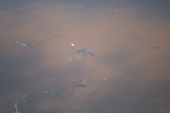 Cyprinodon variegatus