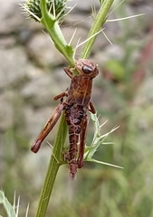Peripolus