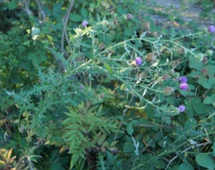 Cirsium serrulatum
