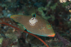 Canthigaster papua