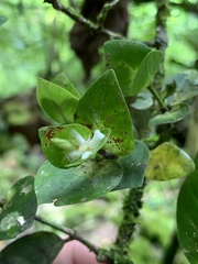 Ixora triantha