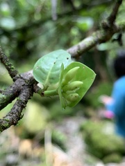 Ixora triantha