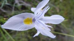 Moraea polystachya