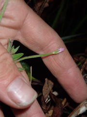 Epilobium strictum