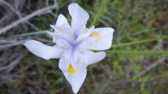 Moraea polystachya