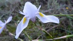 Moraea polystachya