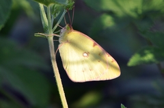 Colias poliographus