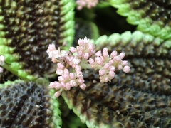Pilea mollis