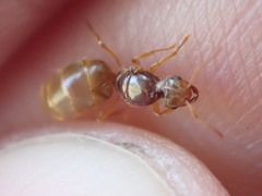 Lasius brevicornis
