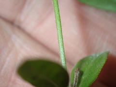 Epilobium strictum