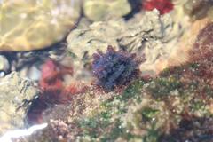 Callithamnion stuposum