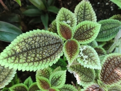 Pilea mollis