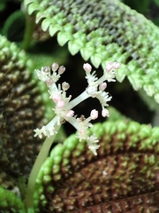 Pilea mollis