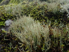 Cladonia capitellata