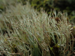 Cladonia capitellata