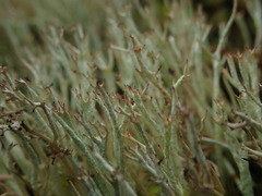 Cladonia capitellata