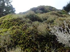 Cladonia capitellata