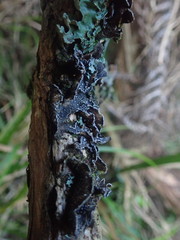 Pseudocyphellaria intricata