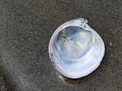 Cyclina sinensis