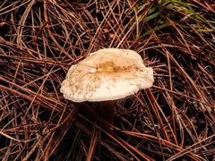 Agaricales