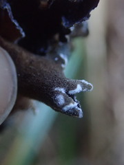 Pseudocyphellaria intricata