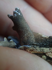 Pseudocyphellaria intricata