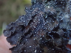 Pseudocyphellaria intricata