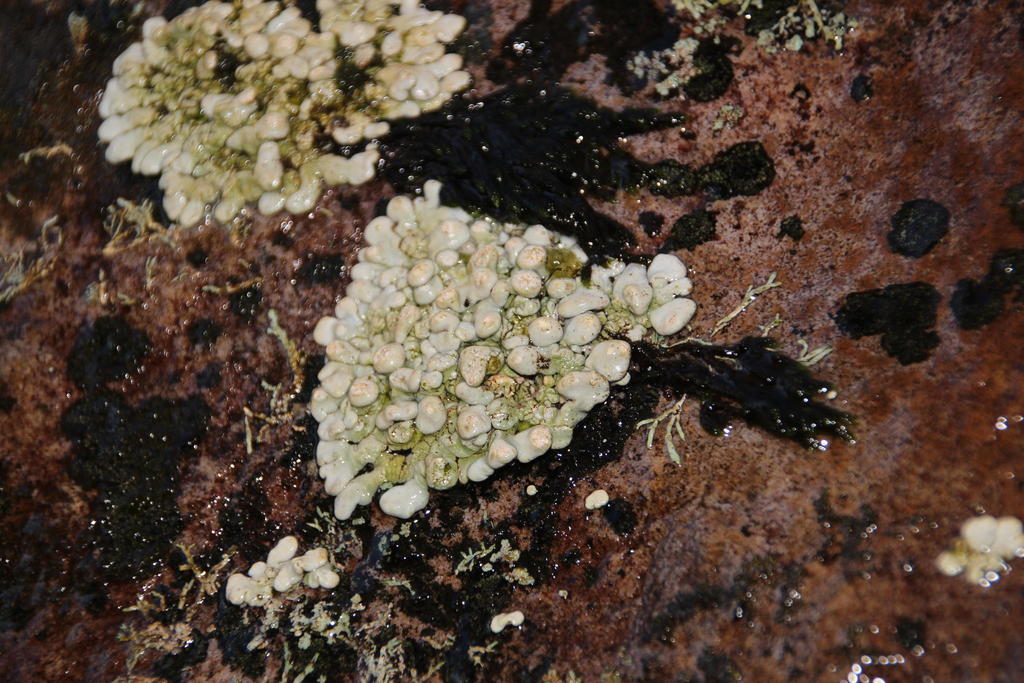 Cape Mountain River Lichen