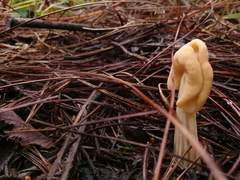 Helvella crispa
