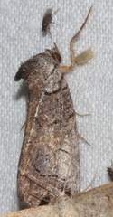 Prorocopis