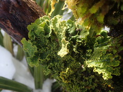Crocodia rubella