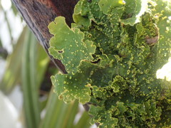 Crocodia rubella
