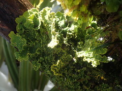 Crocodia rubella