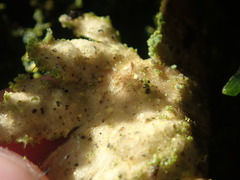 Crocodia rubella