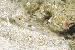 Fusigobius aureus