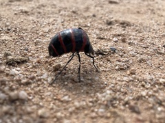 Megetra