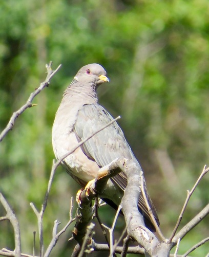 iNaturalist observation photo of Band-tailed Pigeon