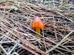 Hygrocybe