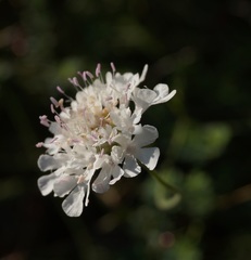 Scabiosa praemontana