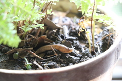 Stylommatophora