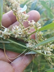 Cuscuta subinclusa