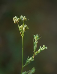 Bupleurum affine