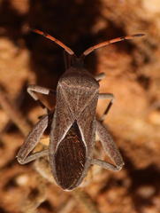 Anoplocnemis