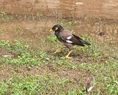 Acridotheres tristis