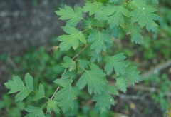 Crataegus microphylla