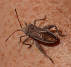 Anoplocnemis