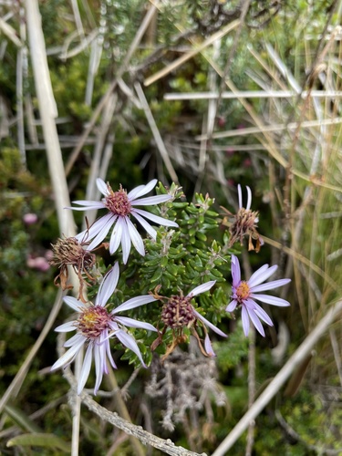 Diplostephium hartwegii, photograph 3