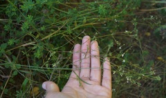 Galium uliginosum