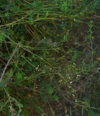 Galium uliginosum