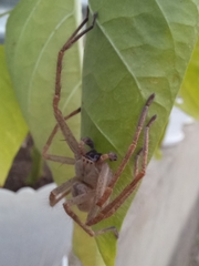 Olios sericeus
